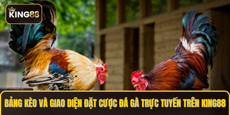 Đá Gà King88 - Nhà Cái Đá Gà Trực Tiếp & Đá Gà Thomo 2 Bảng kèo và giao diện đặt cược đá gà trực tuyến trên KING88