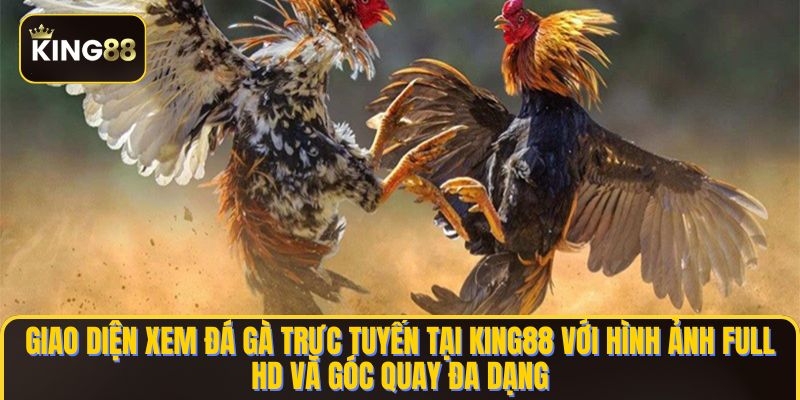 Đá Gà King88 - Nhà Cái Đá Gà Trực Tiếp & Đá Gà Thomo 1 Giao diện xem đá gà trực tuyến tại KING88 với hình ảnh Full HD và góc quay đa dạng